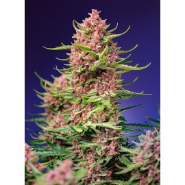 Strawberry Cola Sherbet Fast Version