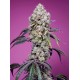 Sweet Mandarine Zkittlez Fast Version