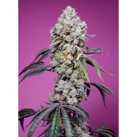 Sweet Mandarine Zkittlez Fast Version