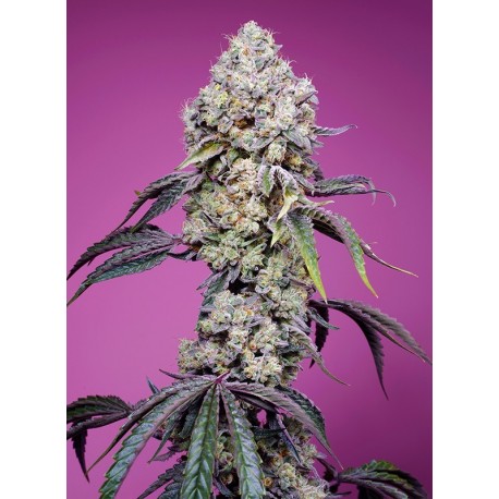 Sweet Mandarine Zkittlez Fast Version