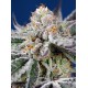Orange Apricot Glue XL Auto