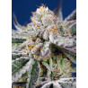 Orange Apricot Glue XL Auto con el 20%