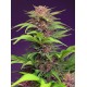Red Mimosa XL Auto