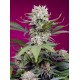 Sweet Mandarine Zkittlez XL Auto