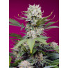Sweet Mandarine Zkittlez XL Auto con el 20% Sweet Mandarine Zkittlez XL Auto con el 20%