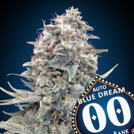 Auto Blue Dream