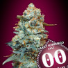 Sweet Somango Fast semillas de 00 Seeds con el 20%