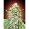 Strawberry Banana feminizadas de Advanced Seeds Strawberry Banana feminizadas de Advanced Seeds