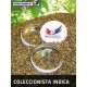 Pack Coleccionista Indica (6 semillas)