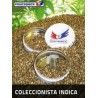 Pack Coleccionista Indica (6 semillas)