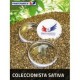 Pack Coleccionista Sativa (6 llavors)