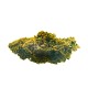 Cogollos CBD Amnesia 