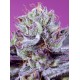 Diablo’s Delight XL Auto