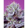 Diablo’s Delight XL Auto