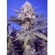 Pineapple Slush XL Auto