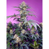Monster Maker de Sweet Seeds con el 20%