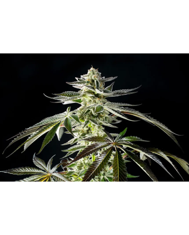 Apple Bananas semillas de 00 Seeds con el 20%