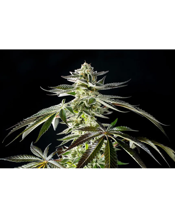 Apple Bananas semillas de 00 Seeds con el 20%