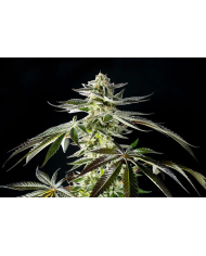 Apple Bananas semillas de 00 Seeds con el 20%