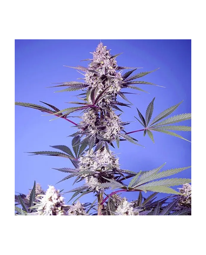 Mental Rainbow F1 Fast Version con el 20%