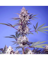 Mental Rainbow F1 Fast Version con el 20%