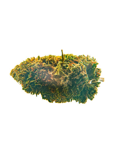 Cogollos de cañamo ricos en CBD white widow de CBD Bee