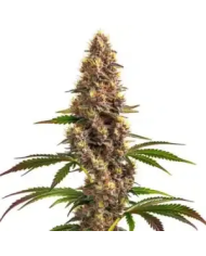 Super Boof x Papaya Zoap Auto