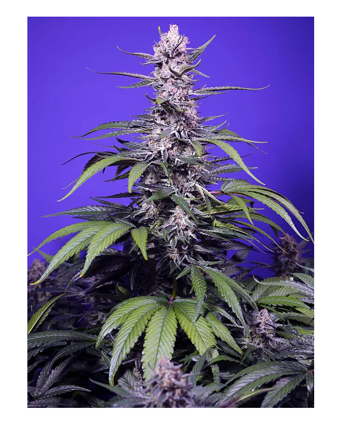 Permanent Marker x Permanent Jealousy XL Auto - Semillas Autoflorecientes Potentes y Aromáticas