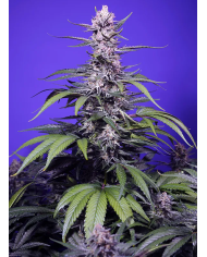 Permanent Marker x Permanent Jealousy XL Auto - Semillas Autoflorecientes Potentes y Aromáticas