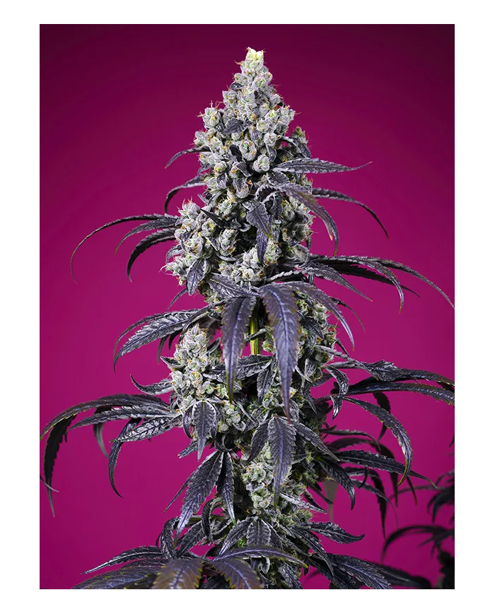Tropicanna Cherry XL Auto – Sweet Seeds | Autofloreciente Potente y Aromática
