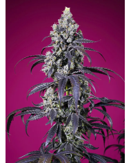 Tropicanna Cherry XL Auto – Sweet Seeds | Autofloreciente Potente y Aromática