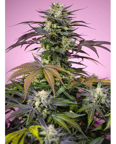 Sweet Seeds Gelonade – Semillas feminizadas de alta potencia y sabor cítrico