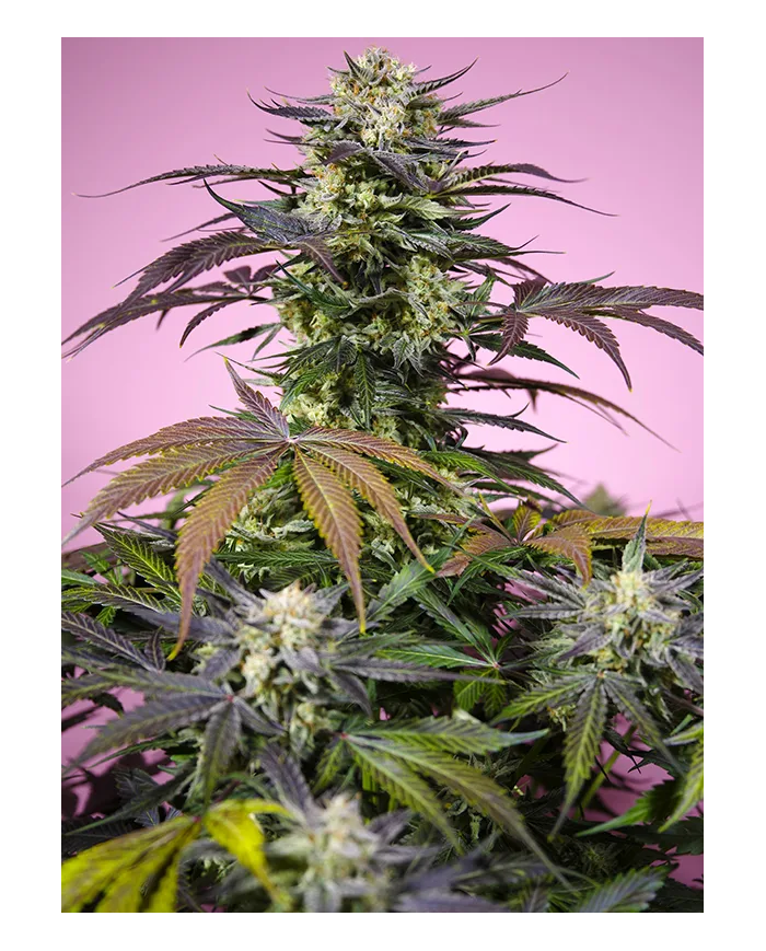 Sweet Seeds Gelonade – Semillas feminizadas de alta potencia y sabor cítrico