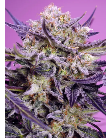 Pink Guava F1 Fast Version – Semillas feminizadas de floración rápida | Sweet Seeds