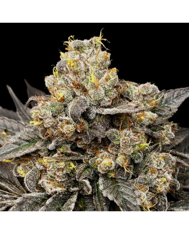 Biscotti Zkittlez 00 Seeds – Semillas Feminizadas Potentes y Aromáticas
