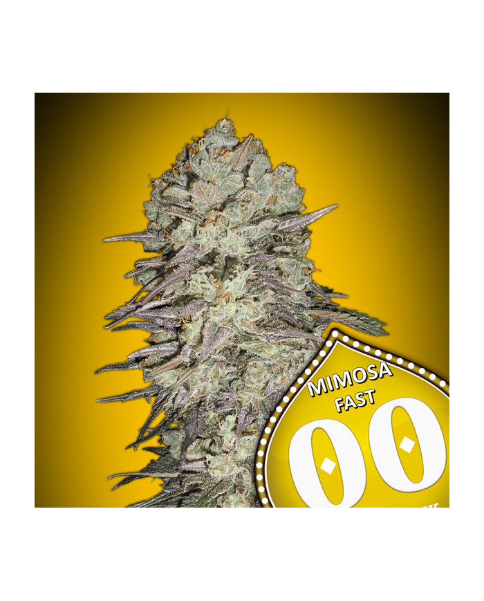 Mimosa Fast 00 Seeds – Semillas Feminizadas Rápidas y Productivas