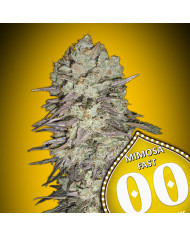 Mimosa Fast 00 Seeds – Semillas Feminizadas Rápidas y Productivas