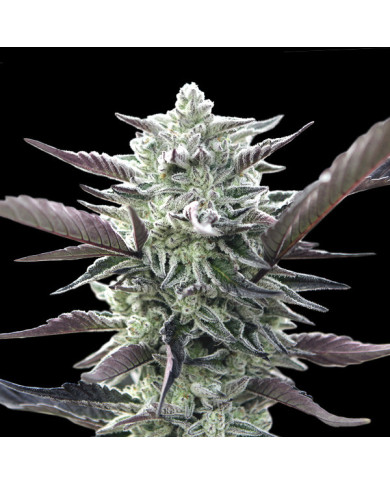 Oreoz Fem 00 Seeds – Semillas Potentes y Muy Productivas