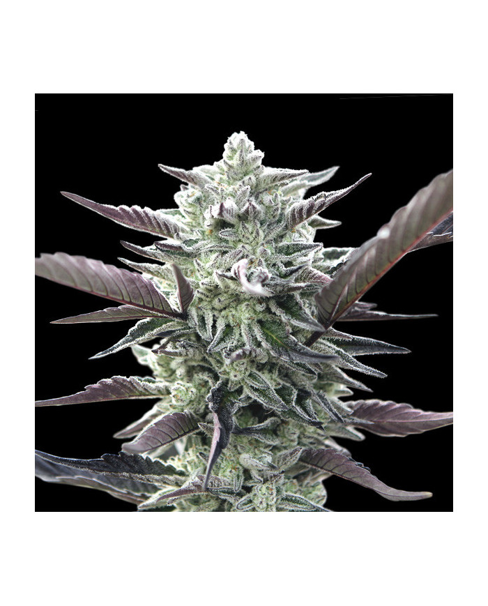 Oreoz Fem 00 Seeds – Semillas Potentes y Muy Productivas
