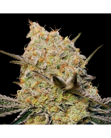 Gelato Mint 00 Seeds – Sabor Dulce y Toque Mentolado