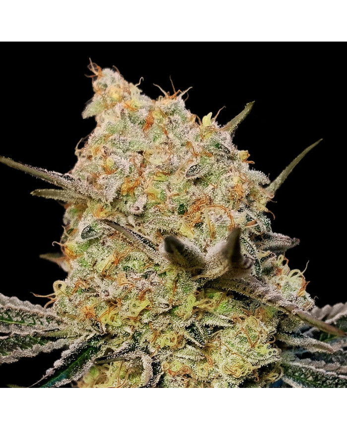 Gelato Mint 00 Seeds – Sabor Dulce y Toque Mentolado
