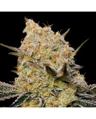 Gelato Mint 00 Seeds – Sabor Dulce y Toque Mentolado
