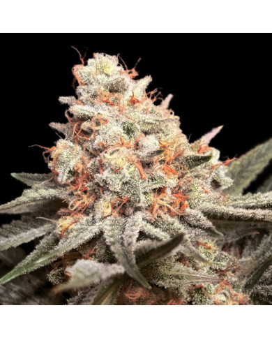 Rainbow Mints 00 Seeds – Sabor Dulce y Toque Mentolado