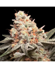 Rainbow Mints 00 Seeds – Sabor Dulce y Toque Mentolado