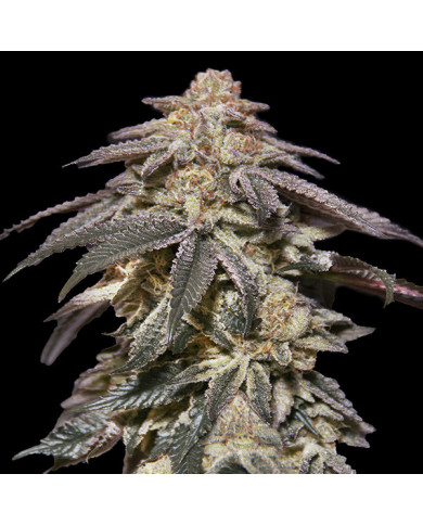 Auto Apple Bananas 00 Seeds – Autofloreciente Dulce y Muy Productiva