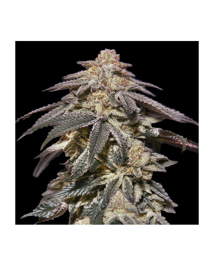 Auto Apple Bananas 00 Seeds – Autofloreciente Dulce y Muy Productiva