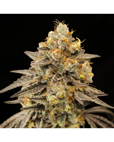Auto Biscotti Zkittlez 00 Seeds – Autofloreciente Dulce y Muy Productiva