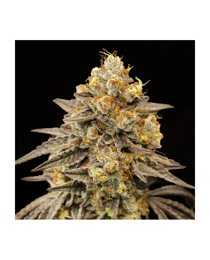 Auto Biscotti Zkittlez 00 Seeds – Autofloreciente Dulce y Muy Productiva