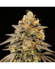 Auto Biscotti Zkittlez 00 Seeds – Autofloreciente Dulce y Muy Productiva
