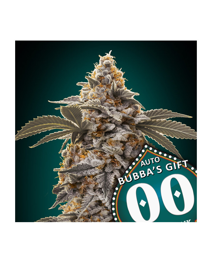 Auto Bubba’s Gift Auto · Aroma Intenso y Perfil Exótico